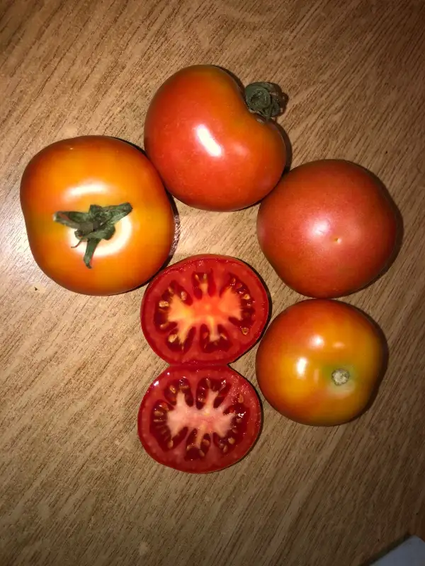 Tomaten: Colgar de Oviedo