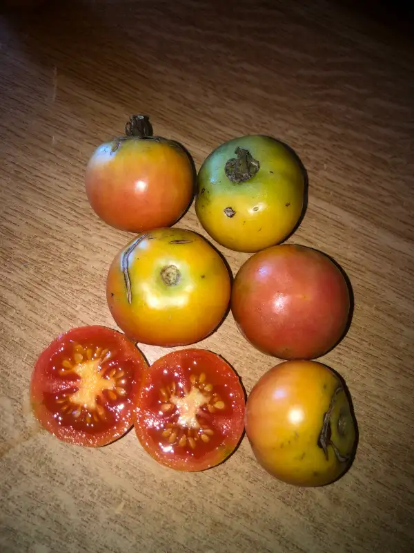 Tomaten: Colgar Domingo