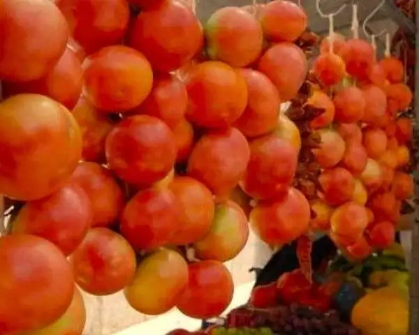 Tomaten: Colgar Malloquin
