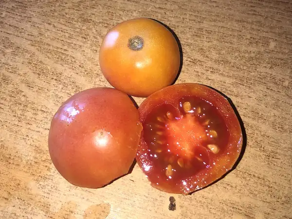 Tomaten: Colgar Pillari