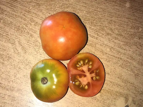 Tomaten: Colgar Plana de Balaguer