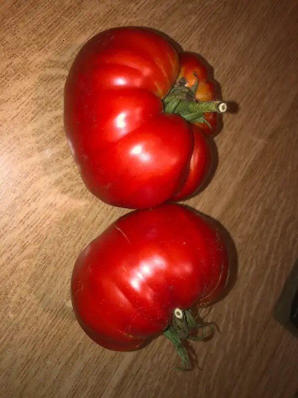 Tomaten: Colosso di Rodi