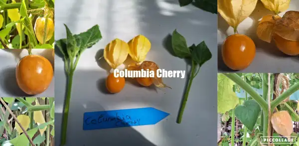 Physalis: Columbia Cherry