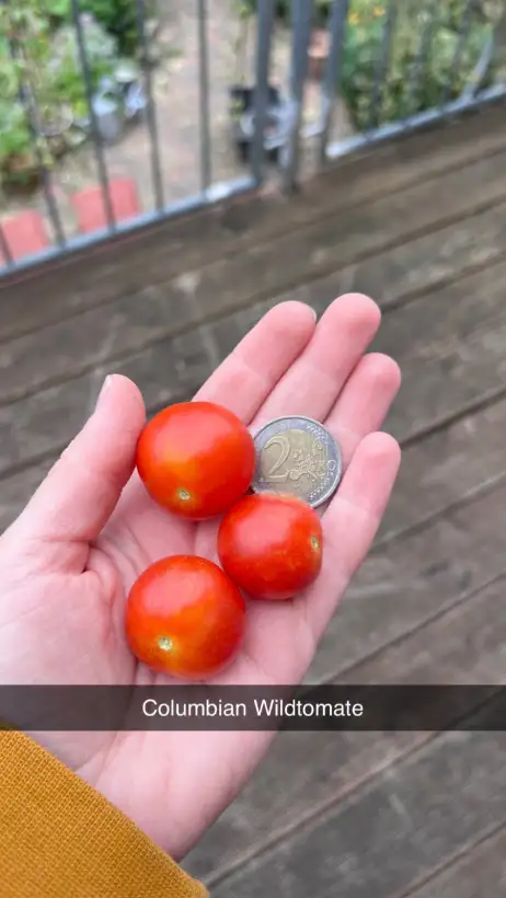 Tomaten: Columbianum Wildtomate