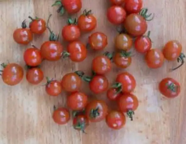 Tomaten: Columbianum Wildtomate