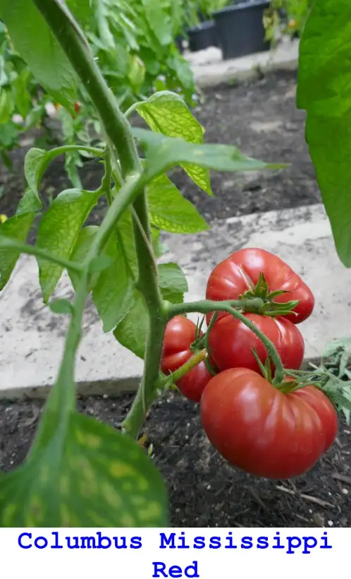 Tomaten: Columbus Mississippi Red