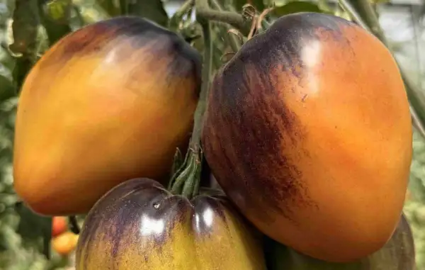 Tomaten: Come Undone