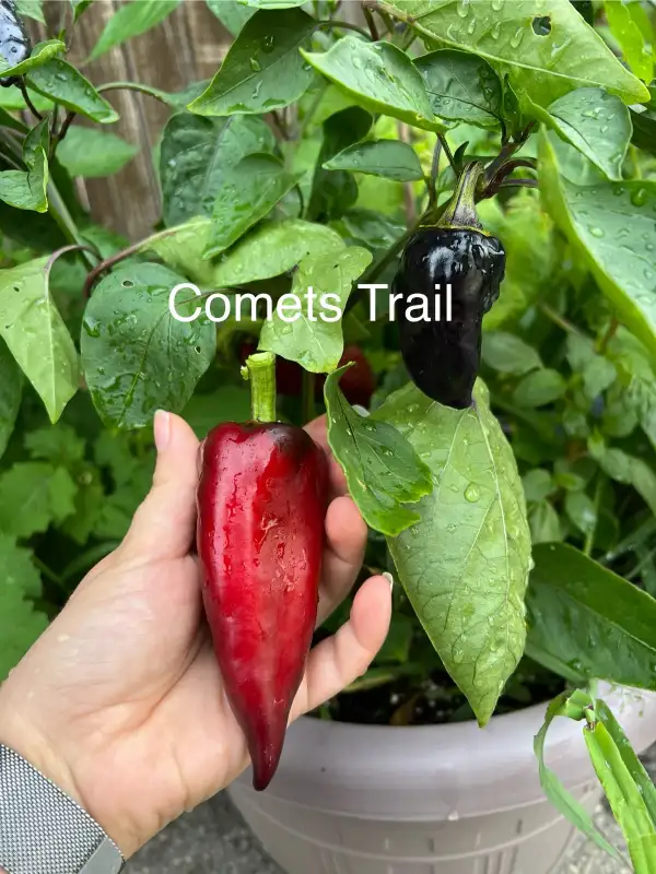 Chili / Paprika: Comets Trail