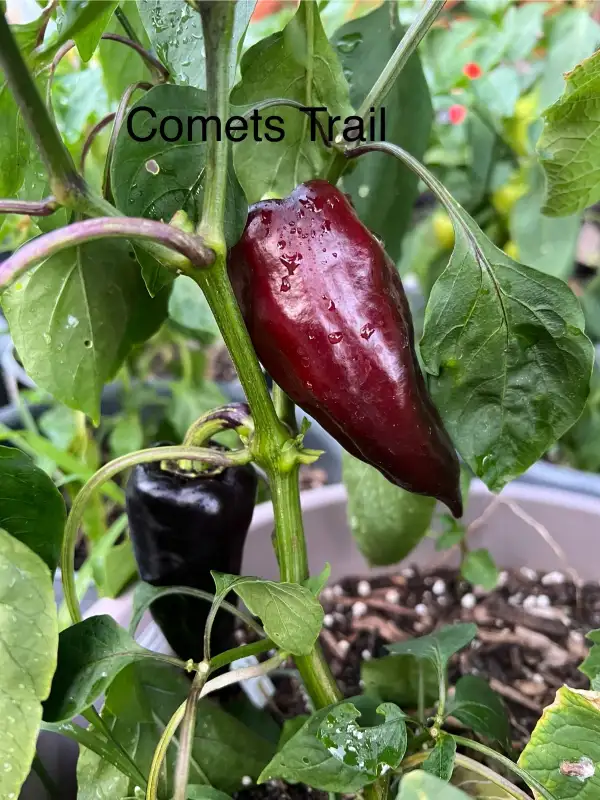 Chili / Paprika: Comets Trail