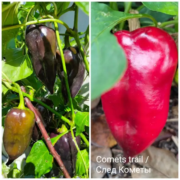Chili / Paprika: Comets Trail Paprika