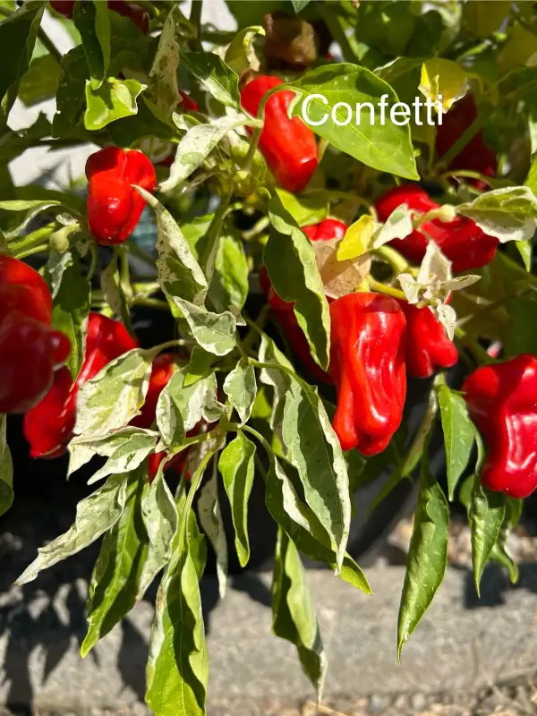 Chili / Paprika: Confetti