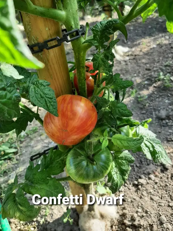 Tomaten: Confetti