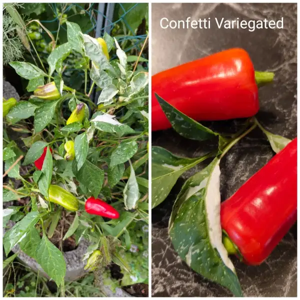 Chili / Paprika: Confetti Variegated Paprika