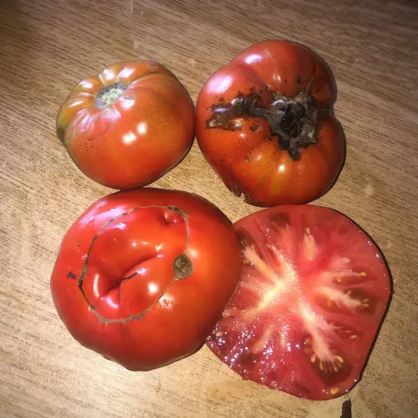 Tomaten: Connie
