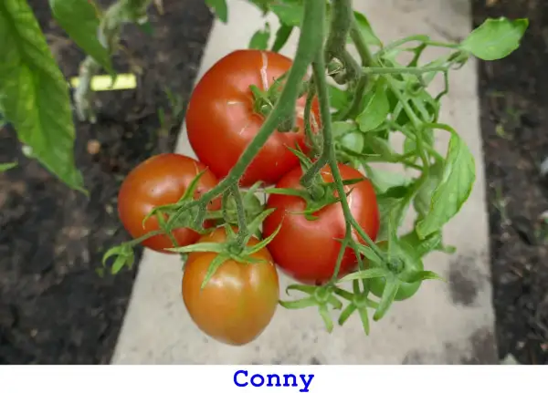 Tomaten: Conny