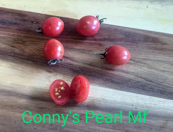 Tomaten: Conny