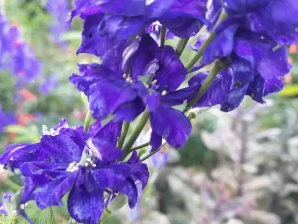 Blumen: Consolda ajacis 