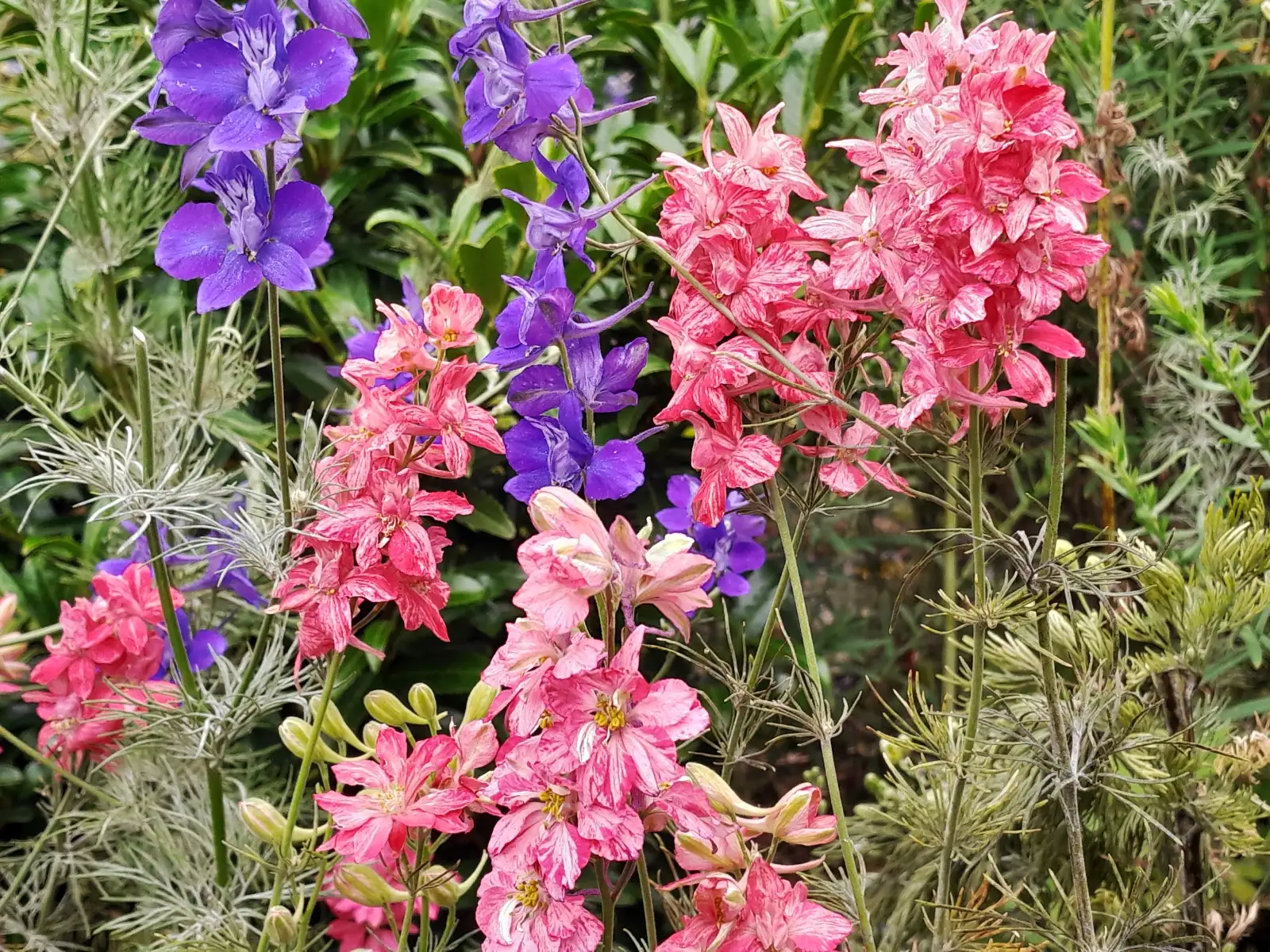 Blumen: Consolida ajacis 