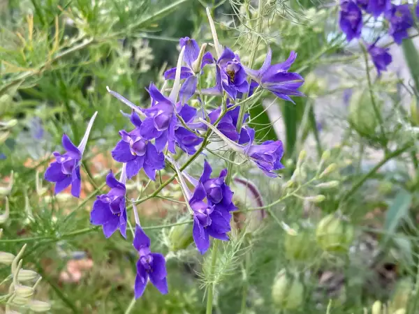 Blumen: Consolida regalis 