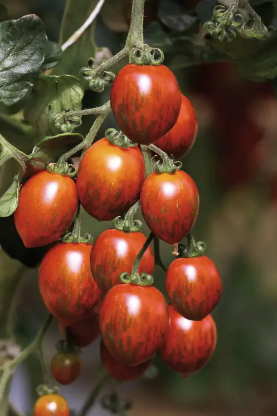 Tomaten: Cookie
