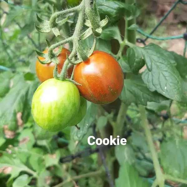 Tomaten: Cookie