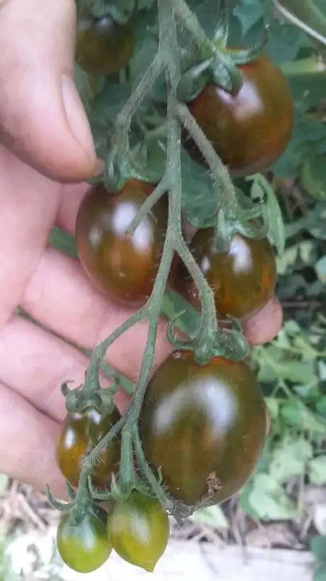 Tomaten: Cookie Select