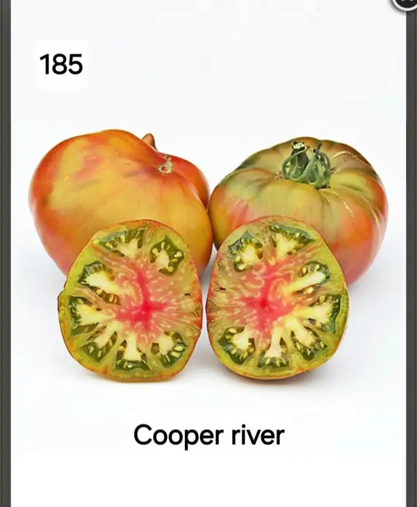 Tomaten: Cooper River