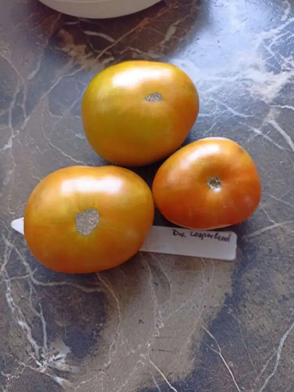 Tomaten: Cooperhead