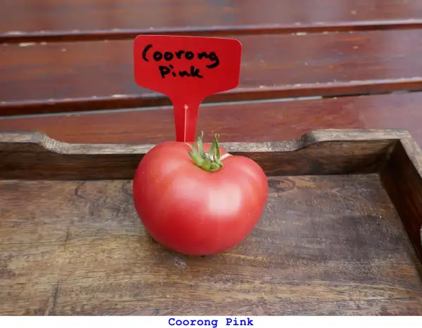Tomaten: Coorong Pink
