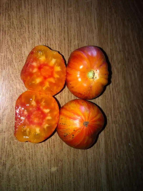 Tomaten: Copia