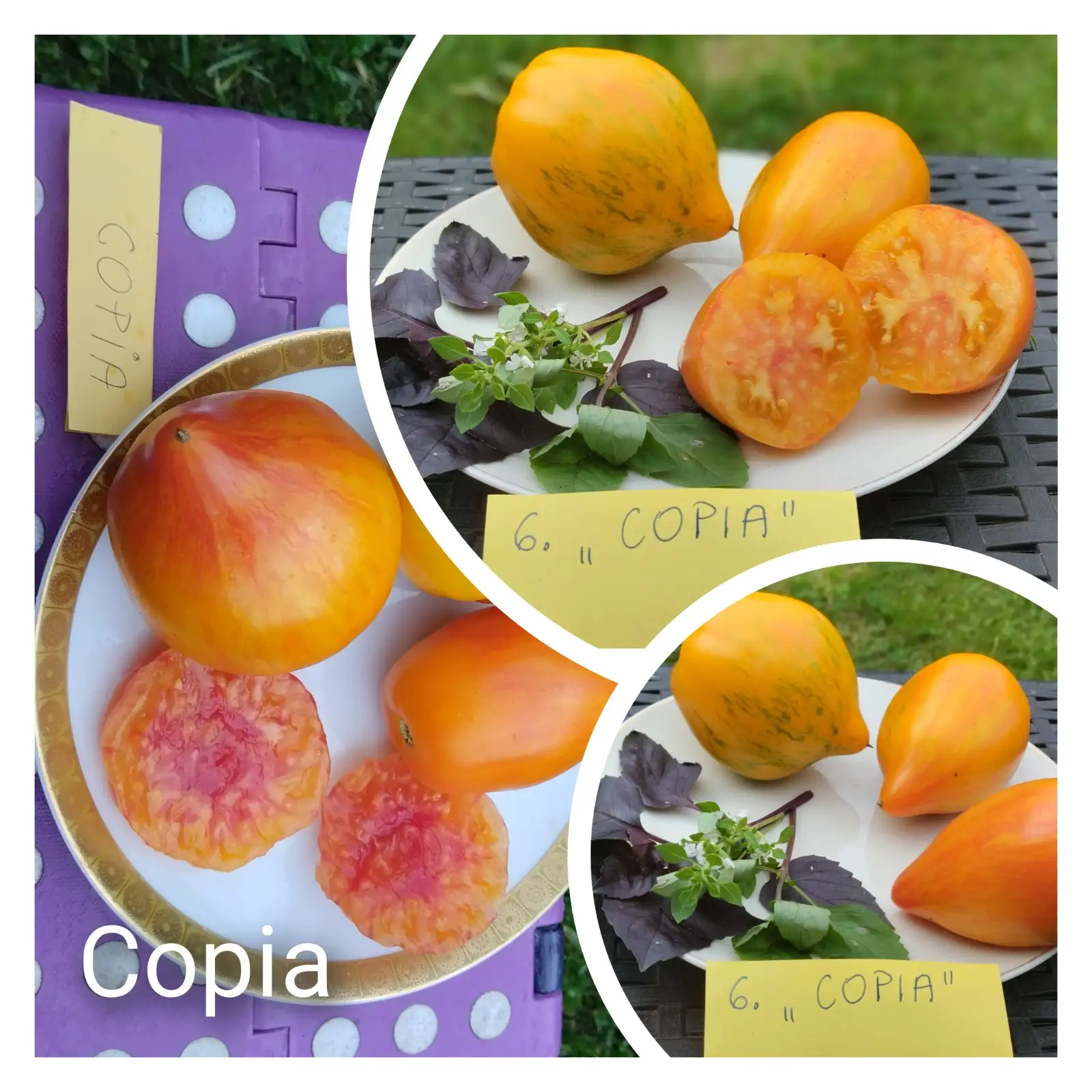 Tomaten: Copia