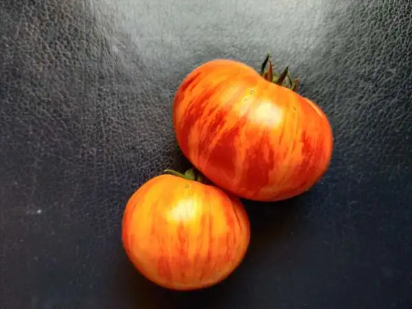 Tomaten: Copia