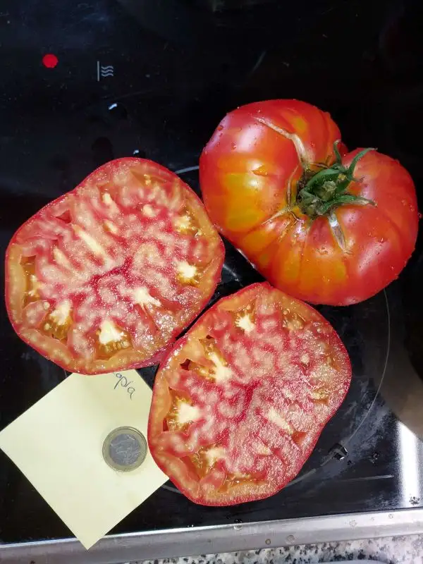 Tomaten: Copia