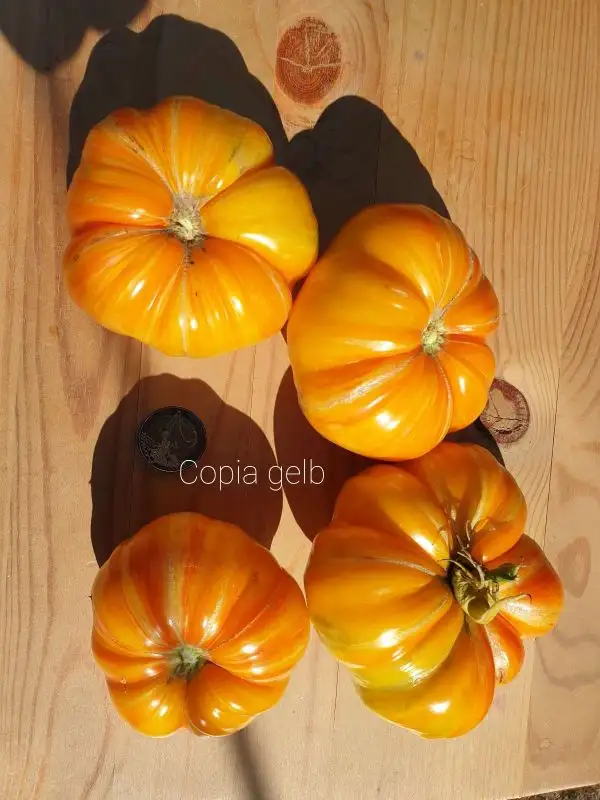 Tomaten: Copia gelb