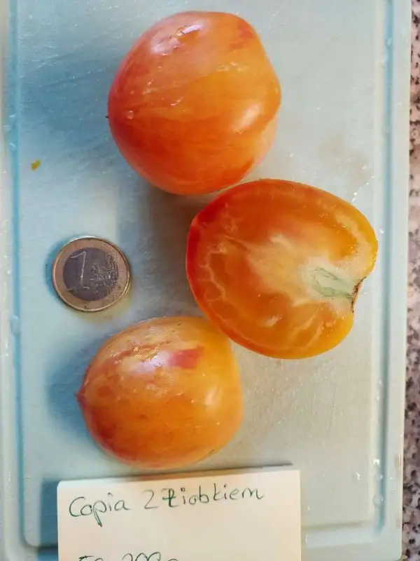 Tomaten: Copia Z Dobkiem