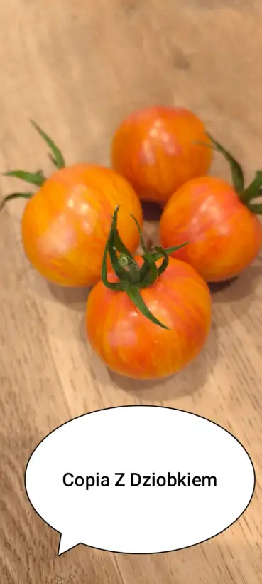 Tomaten: Copia Z Dziobkiem