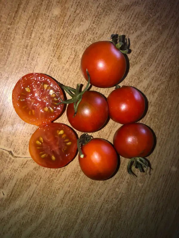 Tomaten: Copper Currant