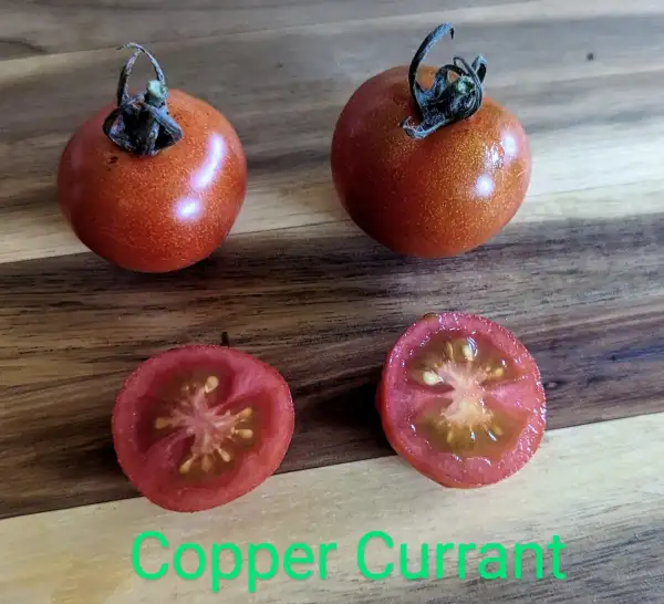 Tomaten: Copper Currant