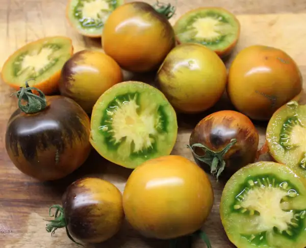 Tomaten: Copper Olive