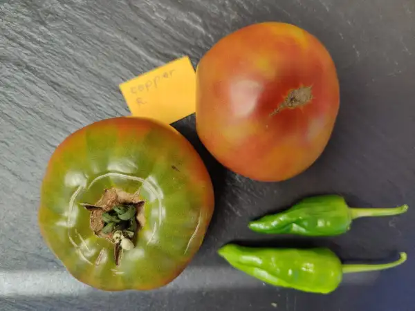 Tomaten: Copper River
