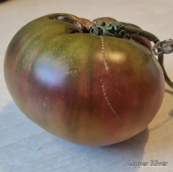 Tomaten: Copper River