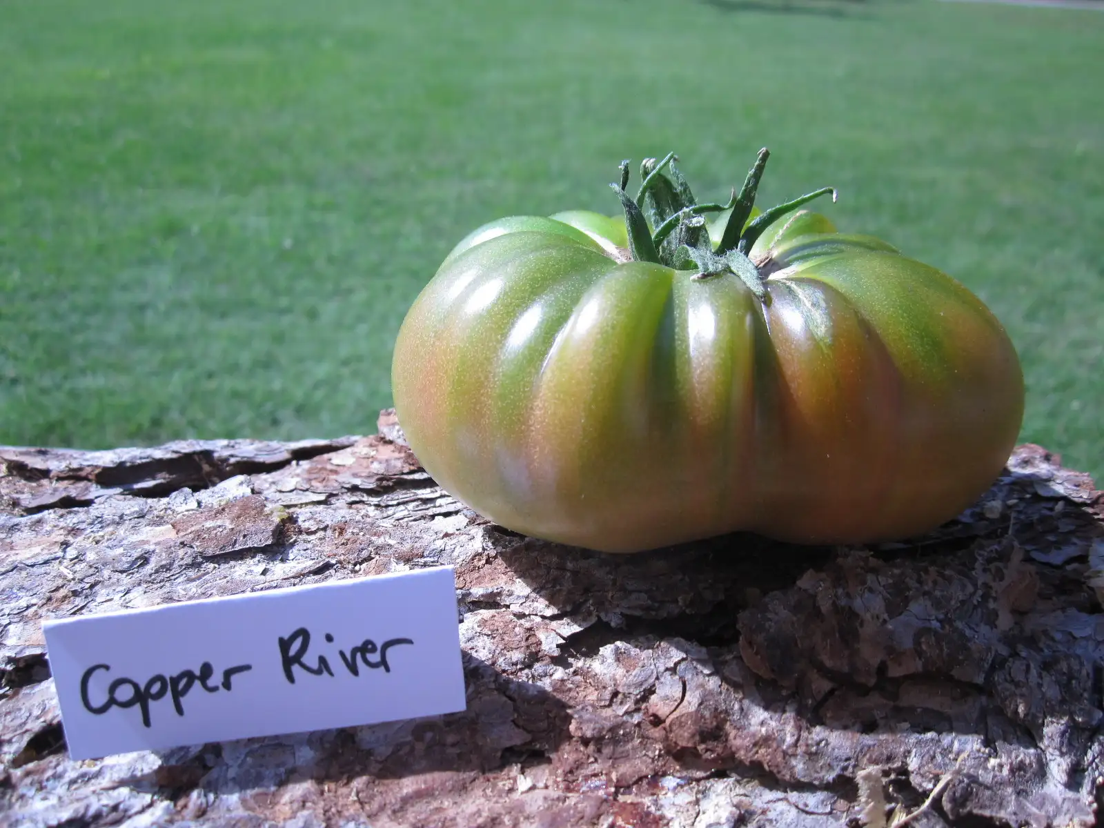 Tomaten: Copper River