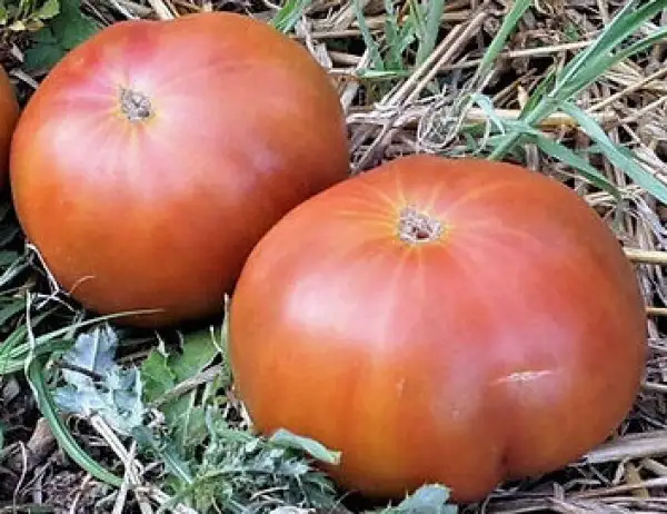 Tomaten: Copper River
