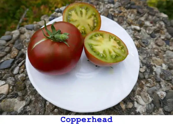 Tomaten: Copperhead