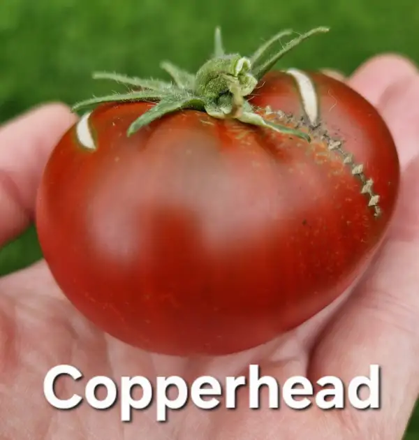 Tomaten: Copperhead