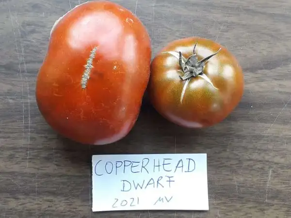 Tomaten: Copperhead Dwarf