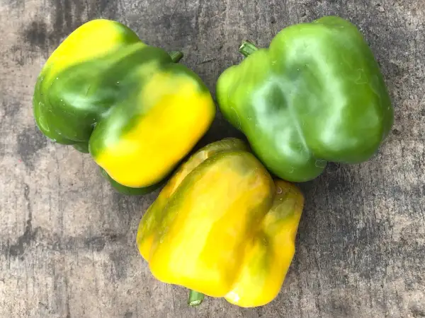 Chili / Paprika: Coral Bell Sweet Pepper (sweet)