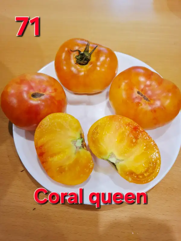 Tomaten: Coral Queen