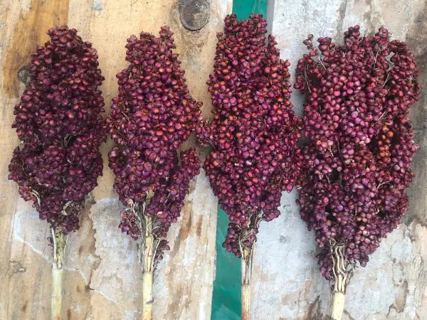 andere Gemüse: Coral (Sorghum bicolor)