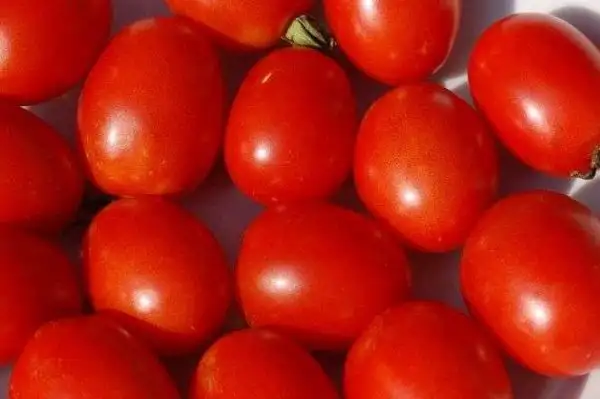 Tomaten: Corbarino